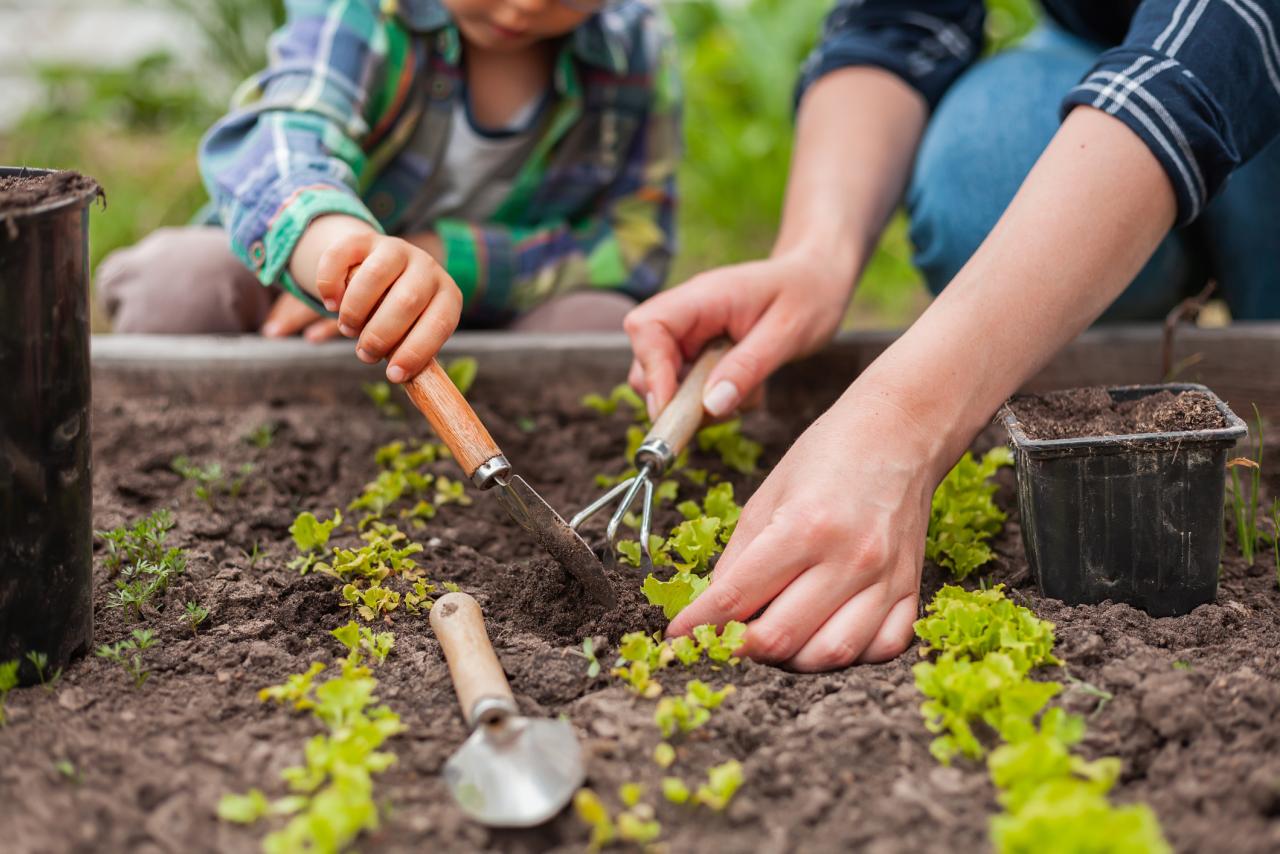 Child and parent gardening in vegetable garden in the backyard