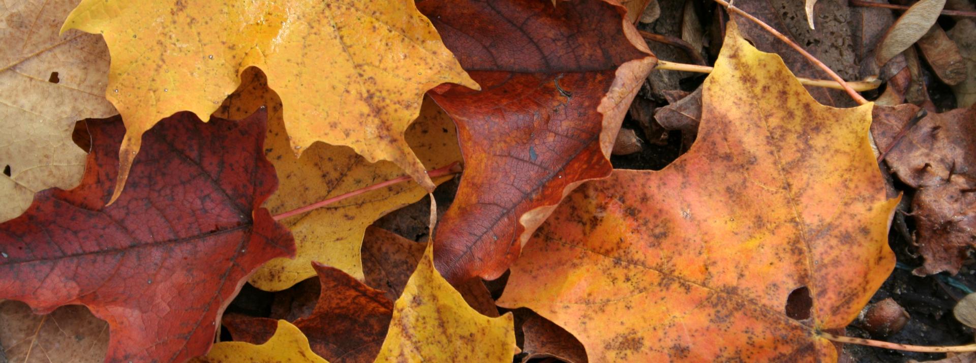 Colourful leaves on a forest floor