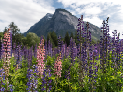 Bella Coola mountains with wildflowers in foreground