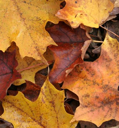 Colourful leaves on a forest floor